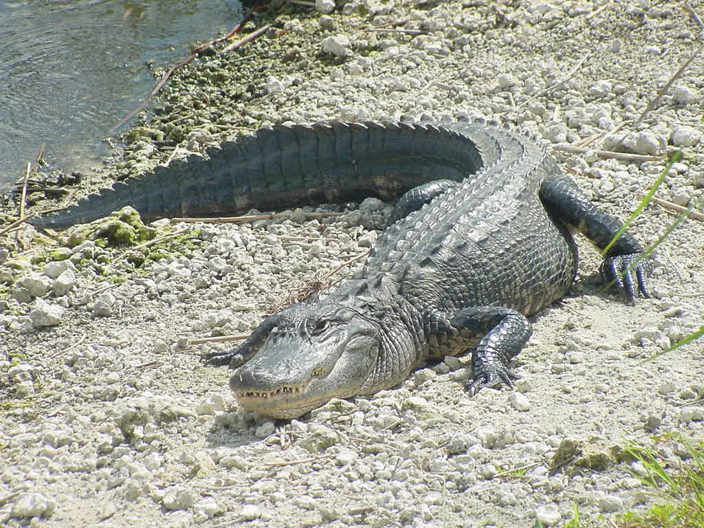 Florida Nature: Alligator mississippiensis - American Alligator