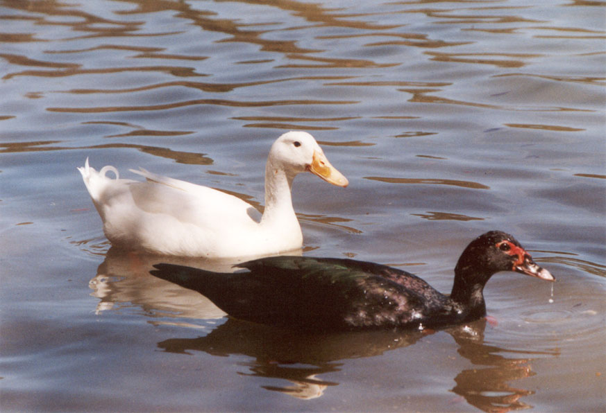 florida nature cairina moschata muscovy duck florida nature cairina moschata muscovy duck