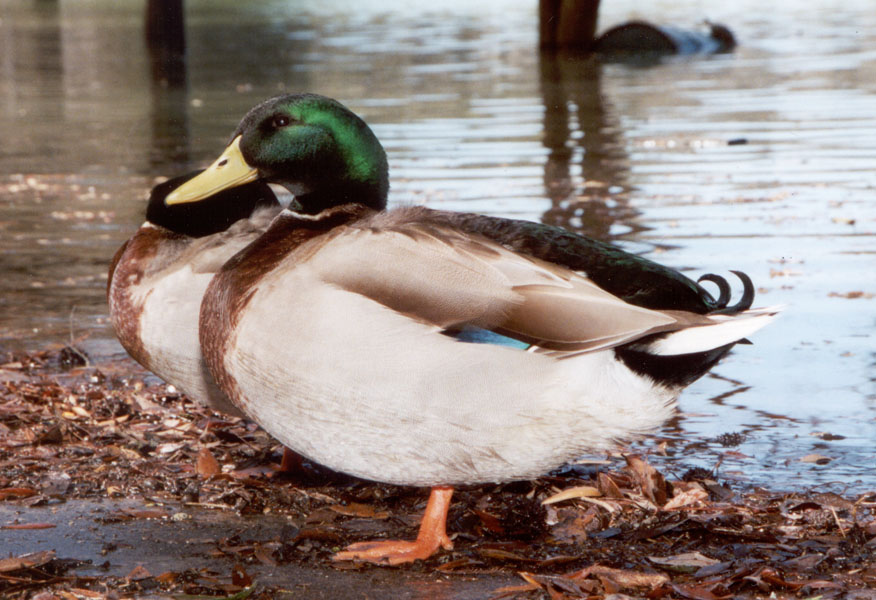 Anas platyrhynchos Domestic duck Anas boschas 