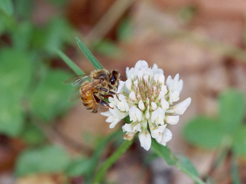 Apis Mellifera Mellifera
