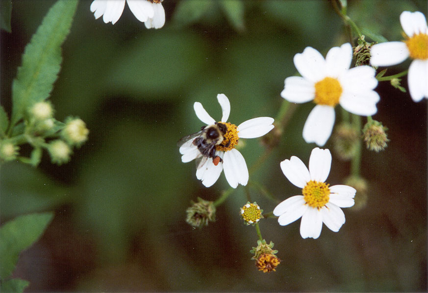 bumble bees of Florida, Bombus spp.