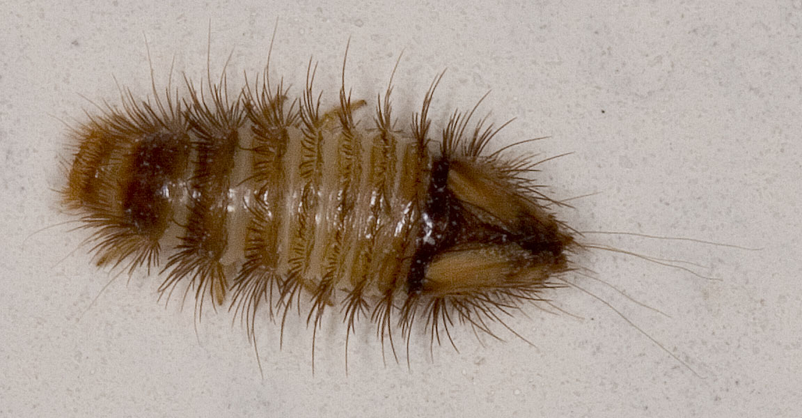 Silverfish+larvae+pictures