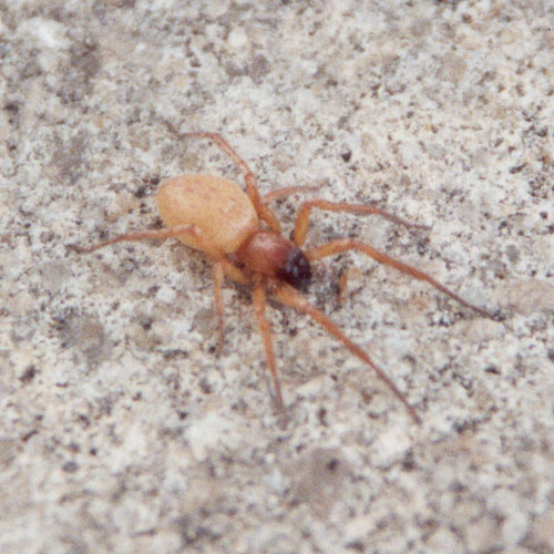 Florida Nature: Hibana sp. - Ghost Spider