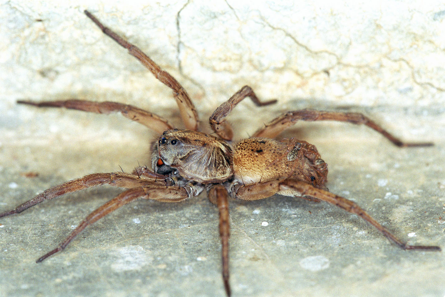 Are there wolf spiders in Florida?