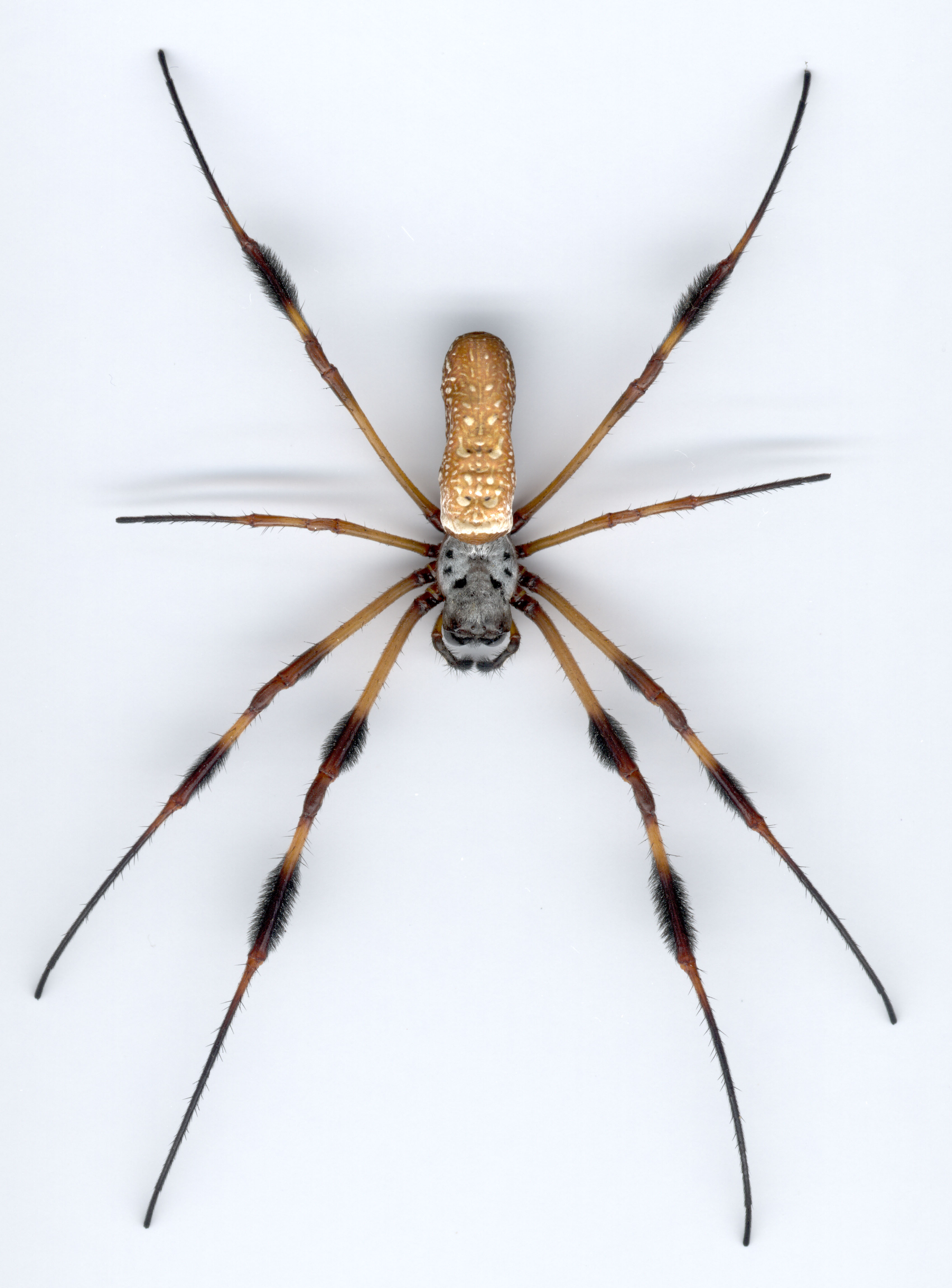 Florida Nature: Nephila clavipes - Golden Silk Orbweaver