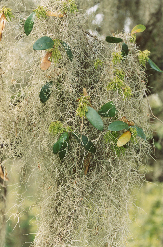 Tillandsia usneoides Live oak leaves and flower catkins Quercus Tillandsia usneoides Live oak leaves and flower catkins Quercus