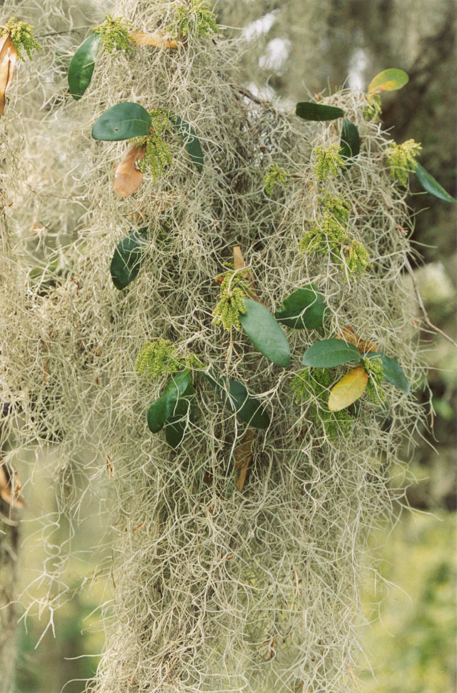 Tillandsia usneoides Live oak leaves and flower catkins Quercus 