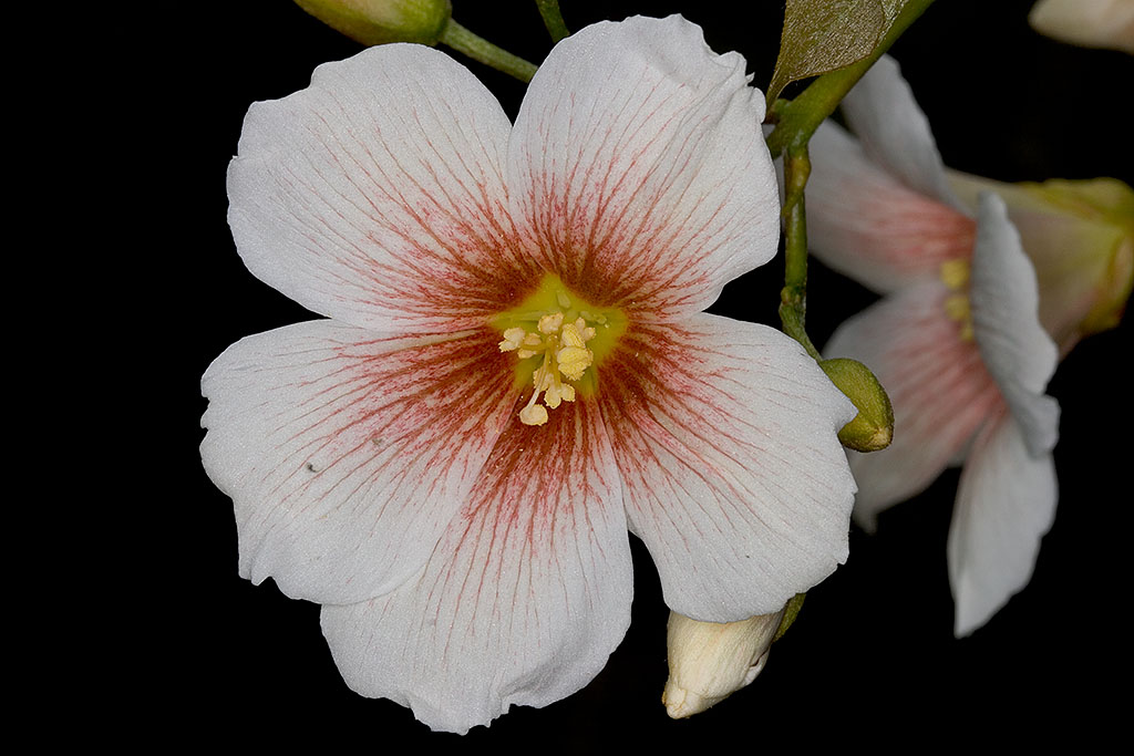 Vernicia fordii (fiore di olio di tung)